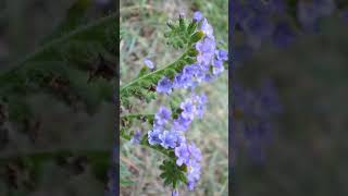 🌻⁴☆ Boraginales ⁶• Heliotropiaceae ▪︎ Clasping Heliotrope  Observed in Description [upl. by Durrett104]