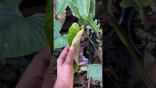 Filodendro mamei plantas plants filodendro philodendron garden gardenplants shortvideo fyp [upl. by Ebeneser]