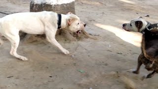 Dogo Argentino Vs Leopard Video  Leopard vs Dogo Argentino In a Real Fight  PITDOG [upl. by Chase545]