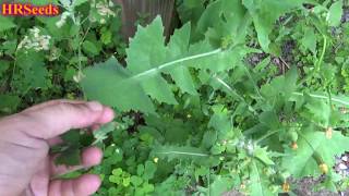 ⟹ Sow Thistle  Sonchus oleraceus  A quick overview [upl. by Darach]