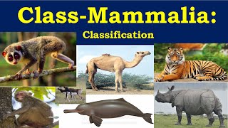 Animal classification for Kids  Mammals Birds Reptiles Amphibians amp Fish  Animal Groups [upl. by Akimak]