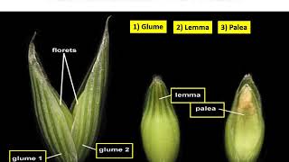 Family Poaceae Graminae Avena sativa jai [upl. by Aninay686]