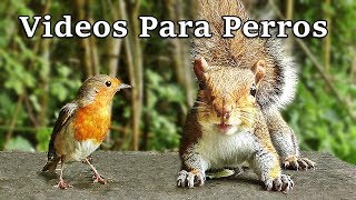 Videos Para Perros  Pájaros y Ardillas [upl. by Noxaj]