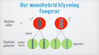 Klassisk genetik Monohybrid klyvning [upl. by Elisabet38]