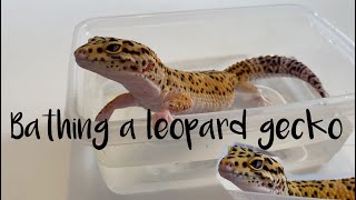 How to bath a leopard gecko [upl. by Cornell949]