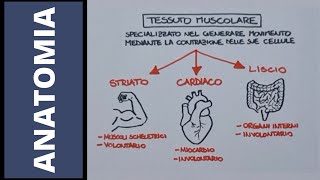 Tessuto muscolare striato [upl. by Rayham]