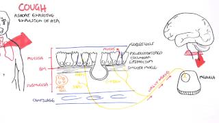 Physiology of Coughing [upl. by Navis]