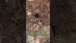 Trapdoor Spider  Silent Ambushers [upl. by Nagek956]