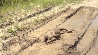 harleys mud bath [upl. by Aserehtairam890]