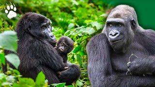 Laventure des gorilles réintroduits au Gabon  Documentaire Animalier HD [upl. by Ecirtaemed]