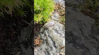 Armadillidium gestroi isopods foraging bioactive isopods insectworld [upl. by Ahilam614]