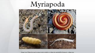 Myriapoda [upl. by Bissell]