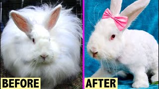 HOMELESS ANGORA BUNNY GETS A HAIRCUT  AMAZING TRANSFORMATION 🌟💞 [upl. by Cort]