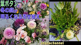 【冬の寄せ植え】ハボタンで冬の庭が明るくなる⁂寄せ植え3種類 quotBrassicaquot planter that brightens up the winter garden✨ [upl. by Ola401]