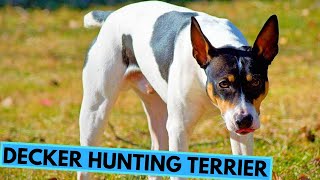 Decker Hunting Terrier  Facts and Information [upl. by Inatirb]