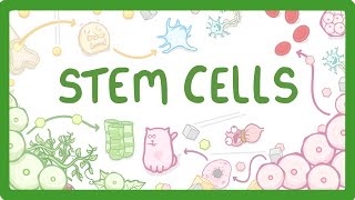 GCSE Biology  What are Stem Cells Difference Between Embryonic and Adult Stem Cells 11 [upl. by Jehanna]