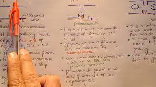 Apoplast Symplast And Vacuolar Pathway In Urdu Hindi Class 11 [upl. by Enyawd]