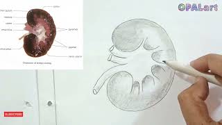 How to draw diagram of sheeps Kidney on Biology Practical copy [upl. by Hurlow]