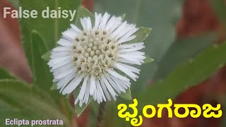 ಭೃಂಗರಾಜಗರುಗದ ಗಿಡ False daisy plantEclipta prostrata [upl. by Lamoureux]