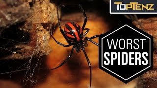 Top 10 Most VENOMOUS SPIDERS in the WORLD [upl. by Ahens]