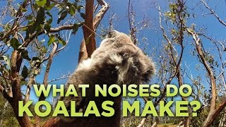 What Noises Do Koalas Make [upl. by Smaoht]