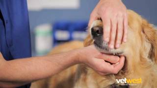 Giving Your Dog a Tablet  Vetwest Animal Hospitals [upl. by Kaile]