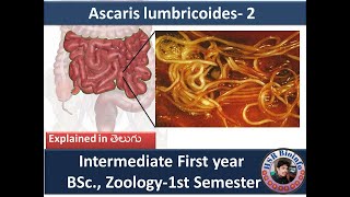 Ascaris lumbricoides2  Ascaris lumbricoides life cycle BSc Zoology 1st Semester  HSR Bioinfo [upl. by Socher]