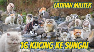 KUCING KUCING PADA HEBOH MAINAN DI SUNGAI [upl. by Itraa931]