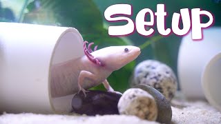 20 Gallon Axolotl Tank Setup UPGRADE [upl. by Marsiella]