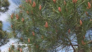 Pinus pinaster [upl. by Kenweigh400]