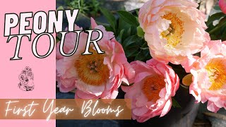 FULL PEONY TOUR Peony Garden Tour  Coral Supreme Sarah Bernhardt Duchesse de Nemours and More [upl. by Nylyoj]