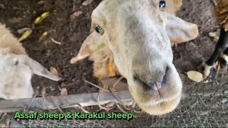 Assaf sheep and Karakul Sheep sheep goat [upl. by Haggi860]