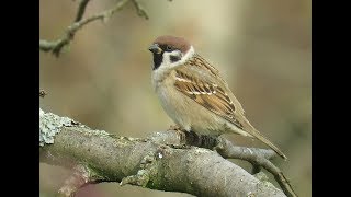 471 Vrabci ČR Sparrows Czech Republic [upl. by Leahci]