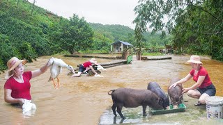 Historic Floods Caused by Typhoon Yagi  Rescue Livestock and Poultry From Flood Daily Farm [upl. by Theran]