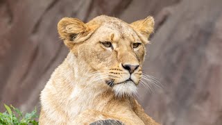 ZOO Antwerpen African lionsAfrikaanse leeuwen  June 19 2024 [upl. by Burman]