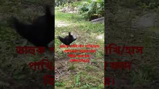 ডাহুক পাখি ধরার ফাদ তৈরীর পদ্ধতি।How to make Gallinule bird trapdahuk pakhir fadজাংগীফাদshort [upl. by Marita]