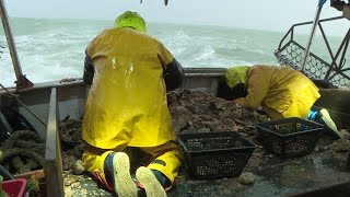 Ouverture de la pêche à la coquille SaintJacques dans les Pertuis charentais [upl. by Elihu]