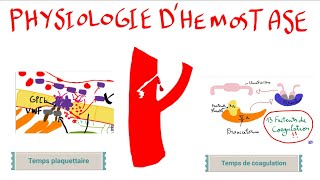 Physiologie dhémostase [upl. by Kramer]