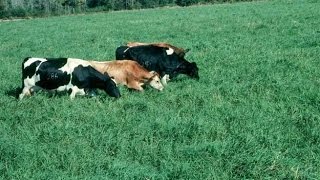 Características del Ensilaje de Maiz y Pasto Tifton  TvAgro por Juan Gonzalo Angel [upl. by Einra371]