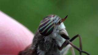 Horse Fly Tabanidae Hybomitra Closeup [upl. by Kciredohr432]