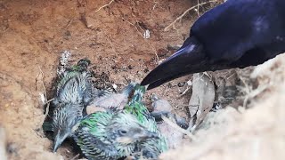 Crow Diggs MUD amp Swallows all 6 babies ALIVE  Crow ATTACK on Baby birds Nest  Asian bee eater Nest [upl. by Eelymmij621]