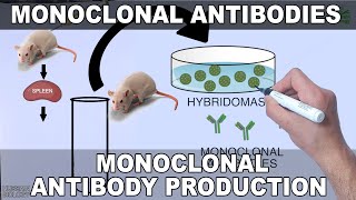 Monoclonal Antibodies and its Production [upl. by Fred635]