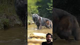 Bahut khatarnak dog nice video dog sad action short video [upl. by Adiaros358]