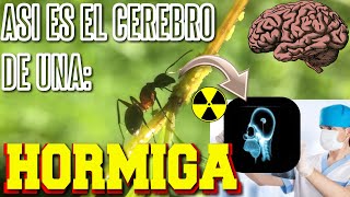 COMO ES EL CEREBRO DE UNA HORMIGA  Así es el Cerebro de una Hormiga vista con Rayos X [upl. by Lenahc648]