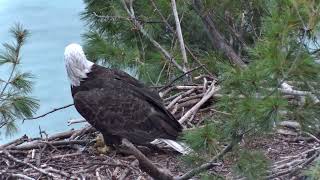 Close up of Harriet on 913 [upl. by Sunday355]