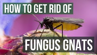 How to Get Rid of Fungus Gnats 4 Simple Steps [upl. by Uria]