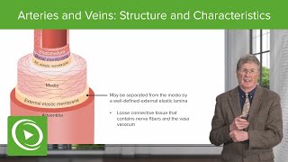 Arteries and Veins Structure and Characteristics [upl. by Modern]