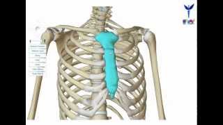 PROMED ostéologie  le sternum [upl. by Aidas]