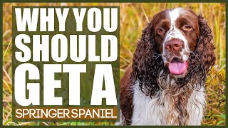 WHY YOU SHOULD GET A SPRINGER SPANIEL [upl. by Harihat347]