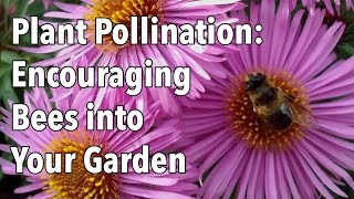 Plant Pollination  How to Encourage Pollinating Bees into Your Garden [upl. by Ohce]